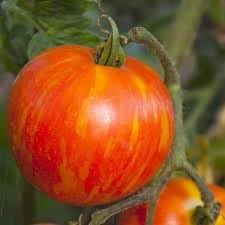 MR Stripey Tomato Solanum lycopersicum seeds for planting